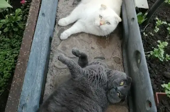Кошки потеряшки, Набережные Челны, фото: Потеряшка кошка в с/о Виктория, Наб. Челны