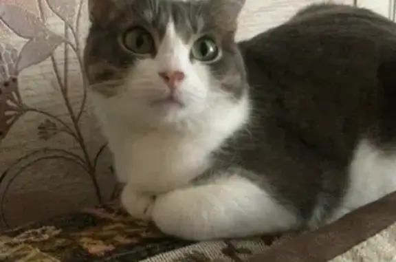 Кошки потеряшки, Ижевск, фото: Потеряшка кошка на улице Льва Толстого, 9 в Ижевске