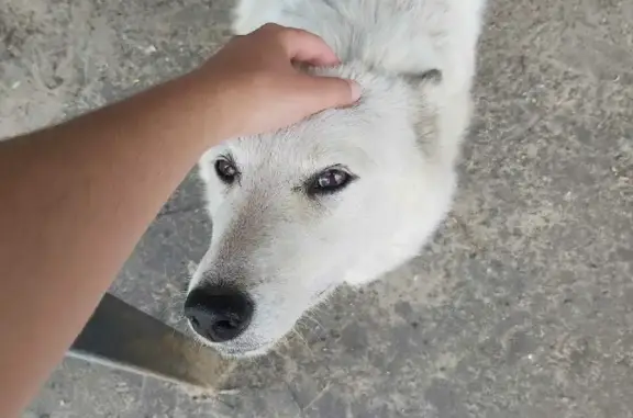 Найдена собака в деревне Алферьево, Зарайский район, Подмосковье.