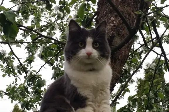 Потерянные животные Санкт-Петербург, фото: Пропала кошка Шанти, Павловский проезд 12.