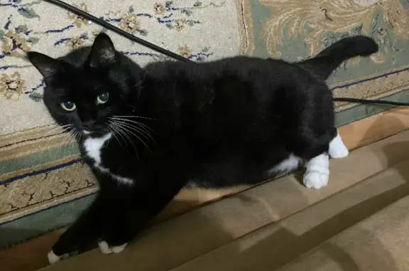 Пропала черно-белая кошка на Солнечной, 7