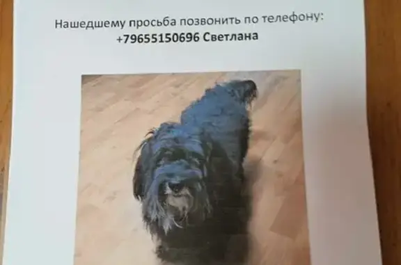 Пропала собака Яша 63 в Белоярском