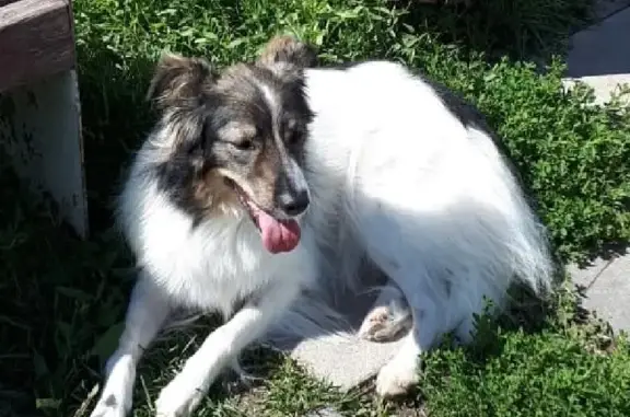 Найдена породистая собака на ул. Крупской в Лобне