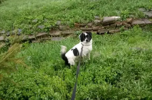 Собаки потеряшки, Армавир, фото: Потеряшка собака в Армавире на ул. Гоголя, 100