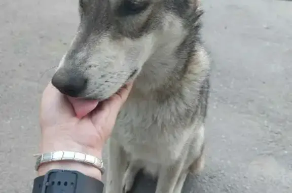 Собака ищет новый дом в Иркутске!