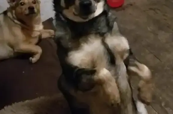 Собаки потеряшки, Томск, фото: Потеряшка собака на Красноармейской, Томск