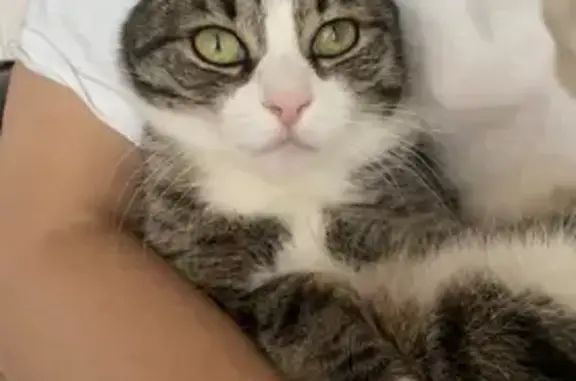 Потерянные животные Москва, фото: Пропала кошка Купер, Профсоюзная ул. 142 к4, Москва