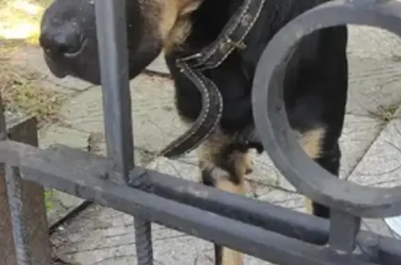 Собака на ул. Ленина, Сочи с ошейником.