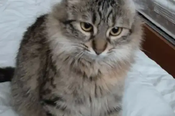 Кошки потеряшки, Эстосадок, фото: Потеряшка кошка на улице Горная Карусель, Эстосадок