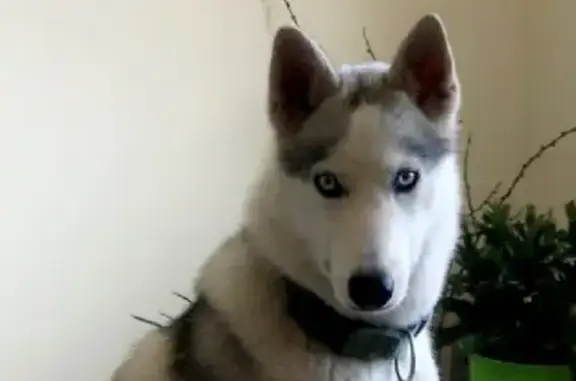 Собаки потеряшки, Воскресенск, фото: Потеряшка хаски Варя в Московской области