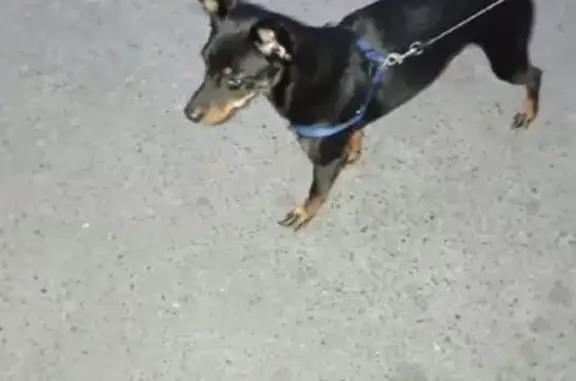 Собака Кобель найдена на Привокзальной, 22 в Тюмени