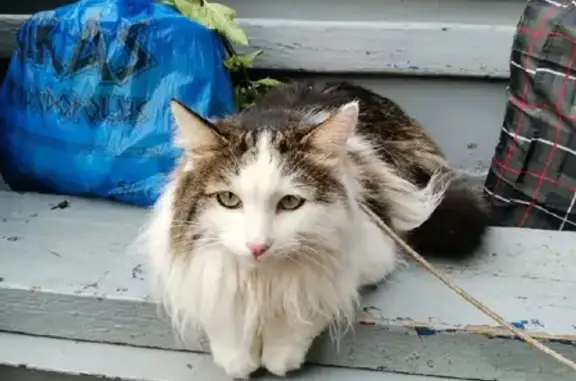 Пропала кошка в Уфе, Калининский район, Садовое товарищество