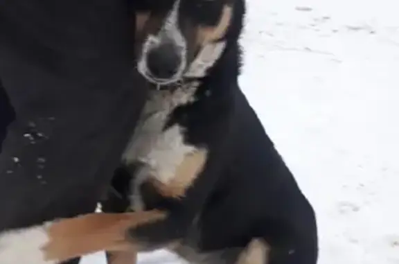 Пропала собака Тэрри в лесу на Шнитникова, Нижний Новгород