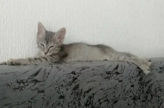 Кошки потеряшки, Ульяновск, фото: Потеряшка кошка Ася, ул. Гастелло, 32, Ульяновск