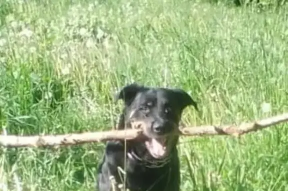 Собаки потеряшки, Москва, фото: Потеряшка Ротфеллер на Алтайской, Москва