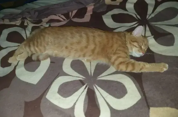 Кошки потеряшки, Санкт-Петербург, фото: Потеряшка кот Генрих в Зеленогорске, у вокзала, 27.07.22.