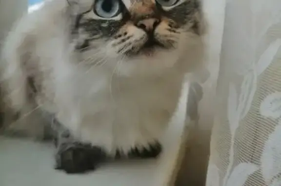 Кошки потеряшки, Новосибирск, фото: Потеряшка кошка в Новосибирске на Липецкой улице