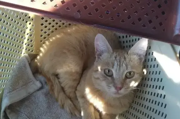 Найдена кошка, Усть-Курдюм, фото: Найдена кошка на Соколиной ул. в Усть-Курдюме