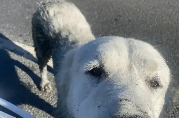Найдена собака на Можайском шоссе, пос. Часцы, порода Алабай, белый окрас