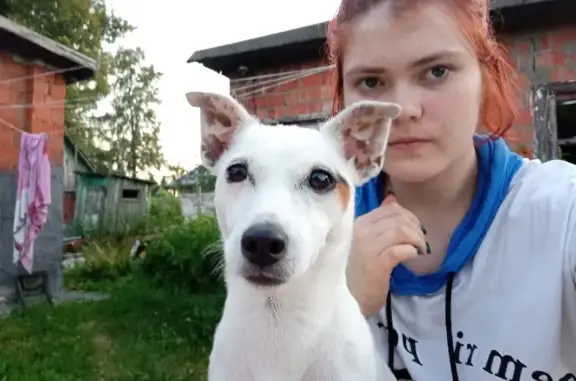 Пропала собака Алиса в Демидово, Нижегородская обл.