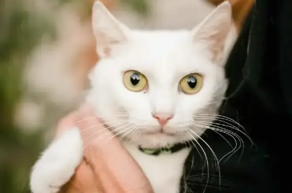 Белая кошка ищет дом в Краснодаре