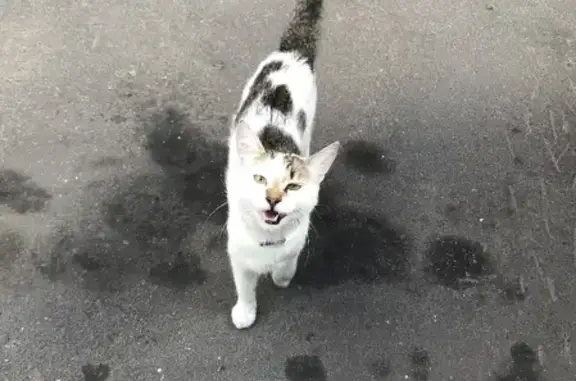 Найдена кошка с ошейником на Ухтомской улице, Москва