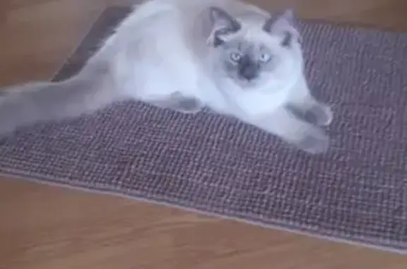 Кошки потеряшки, Тверь, фото: Потеряшка кошка в Твери, поселок химинститута, 40.