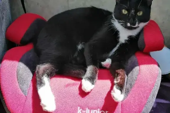 Кошки потеряшки, Москва, фото: Потеряшка кошка на Ангарской 17, Москва