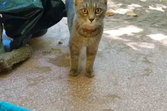 Пропала кошка на улице Зарубина, 81, Саратов