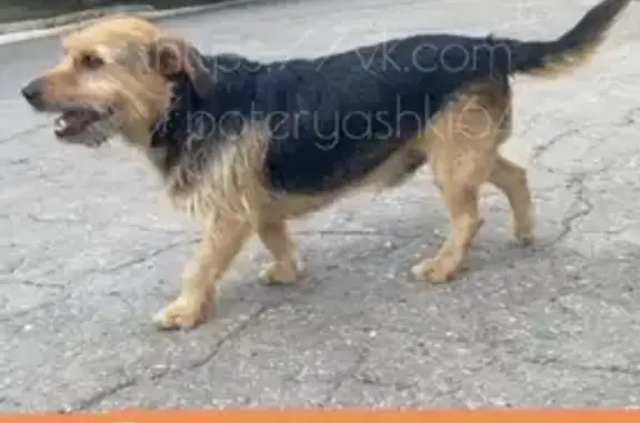 Потерян пёс на Одесской улице, Саратов