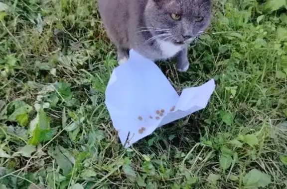 Пропала кошка Кот на Депутатской, 10, Хабаровск