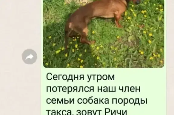 Пропала собака Ричи на ул. Громовой, Якутск