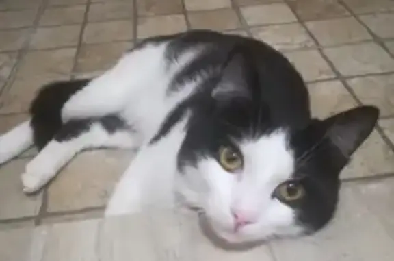 Пропала черно-белая кошка в СНТ Кедр, Томск