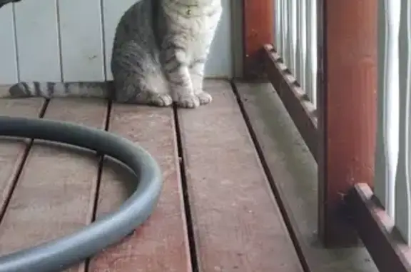 Пропала кошка Томас в Морозовском городском поселении