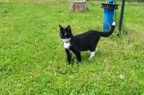 Пропала кошка в Жучках: Чёрный котик с белой грудкой и ошейником.