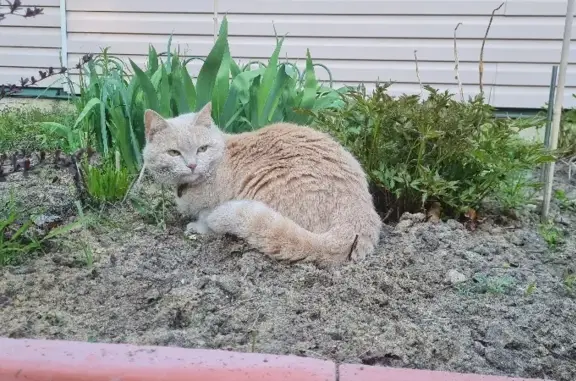 Пропала кошка Ася в СНТ Кооператор, МО