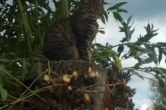 Пропала кошка на Победе, Кулманы