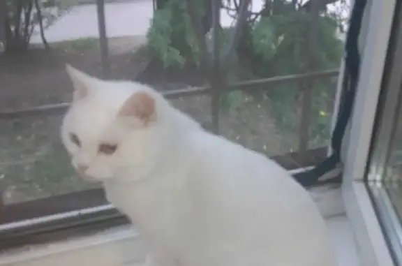 Кошки потеряшки, Санкт-Петербург, фото: Потеряшка кошка Нэська на ул. Верности 40, СПб