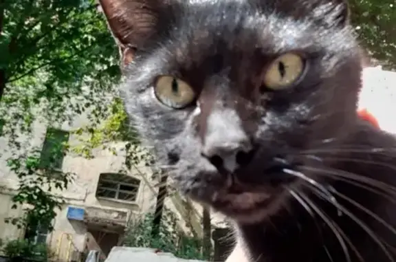 Найдена домашняя кошка на Боровой, 15 в СПб