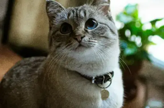 Кошки потеряшки, Санкт-Петербург, фото: Потеряшка кошка Тундра, улица Рылеева, 17-19, СПб