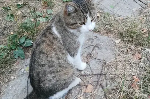 Найдена кошка на улице Громова, д. 18 в Ярославле