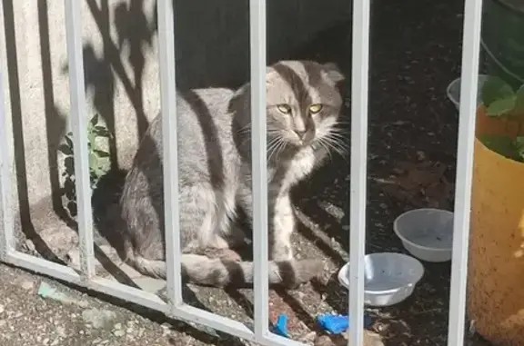 Найдена кошка на улице Гавена, 12, Севастополь