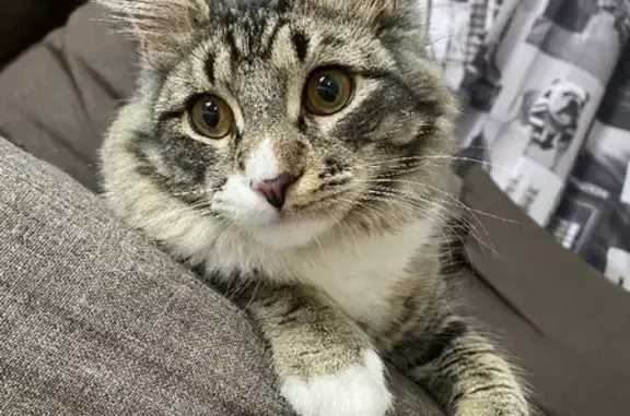 Кошки потеряшки, Шексна, фото: Потеряшка кот Макс, Шлюзовая улица 18, Шексна