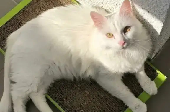 Пропал белый кот Яша в Лумиваара, Карелия (адрес: 86К-119)
