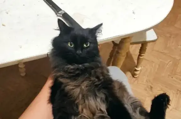 Кошки потеряшки, Набережные Челны, фото: Потеряшка кот Гоба в Набережных Челнах, ТЭЦовский проезд, 72А