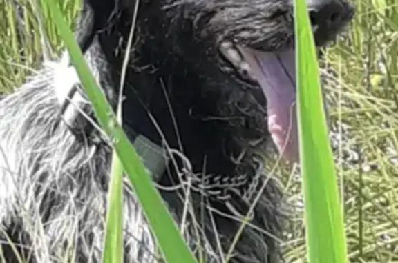 Найдена собака в лесу, доставлена в ветстанцию в Копейске