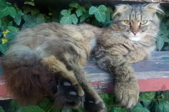 Пропал кот Лёва на заправке Роснефть в Дефановке, вознаграждение за находку.