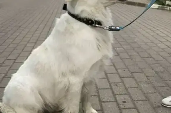 Найдена собака в Калининграде на Червонной, 7