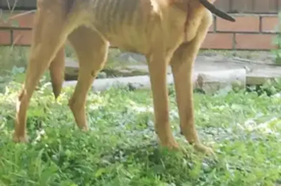 Пропала собака Анфиса в Молоди, Климосвский район