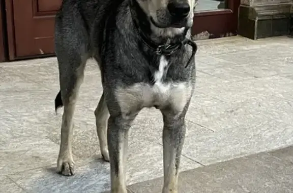 Собака найдена на Новомихайловском шоссе, Летово.